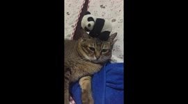 Cat calmly showing off his balancing skill