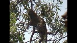 Leopard climbs tree to chase monkey but then gets stuck up there