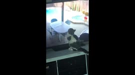 Cat VS Man and Rat