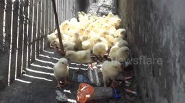 Dozens of chicks are rescued after falling into motorway storm drain
