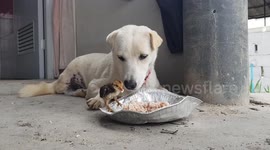 Dog shares his lunch with tiny chick in sweet show of friendship