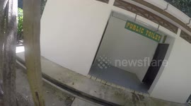 Monkey stealing GoPro 4