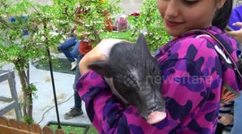 What a Babe! Pampered piglet enjoys pot belly pats