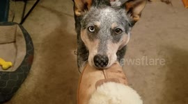 Well-Trained Dog Removes Owner's Slippers with Precision on Command