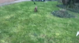 Football playing Fox