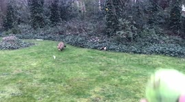 Wild fox likes to play fetch with tennis ball