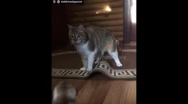 Игры котика с сурикатами!