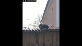 Мартовские котики!