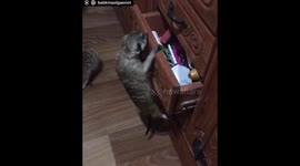 Маленькие хозяева!