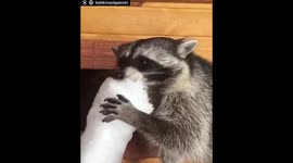 Сима с сахарной ватой!