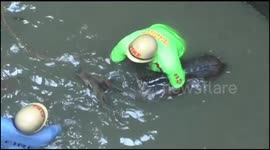 Helpless deer rescued from drowning in 50-foot well in southern India