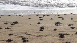 Turtle breeding, Sea, Leaving of turtles into the sea in southern India.