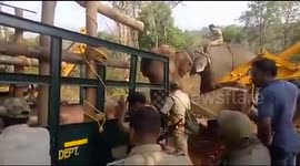 Indian forest officials capture man-killer elephant