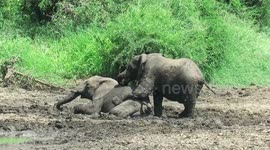 Playful elephants enjoy mucky sibling wrestle in river mud