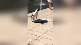 Playful Frenchie gets soaked trying to block street fountain