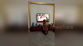Golden retriever scared by tiger on TV