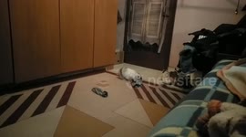 Bunny smell my shocks and gets crazy