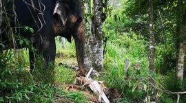 Indian Elephant strips off banana tree bark for a chewy meal