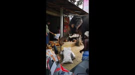 Indian elephant enjoys getting hand-fed fruit from market stall