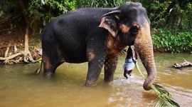 Indian Elephant swaying after a wash in the river