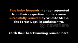It's a cub season in India ; Two days bay Rescued in one day