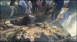 Bull Rescued from 25 feet deep well in Northern India With the help of the Villagers.