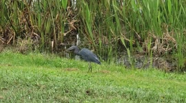 Blue Heron kills a small snake