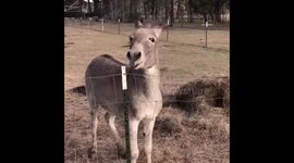 Meet Dan the singing donkey, who provides a rendition of