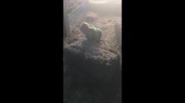 Toddler wants to help feed the sheep at his family-owned farm