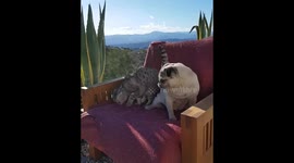Cat wrestles pug off favourite cozy chair