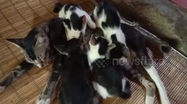 Kittens fighting over mother teats