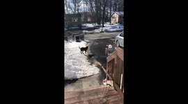 3 year old Scarlett blows bubbles on first nice day of the year with her puppy!