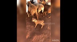 Lambs in Kenya