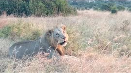 Lions in Kenya