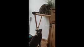 Funny cats