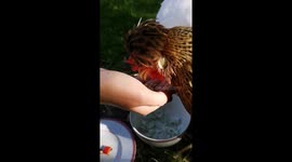 Chickens eating corn from hand