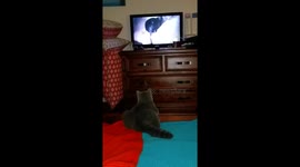Mysterious Orbs surrounding my Cat while he's watching a David Attenborough documentary