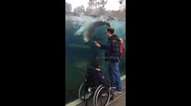 Magical moment sea lion follows visitor's hand on glass at St. Louis zoo