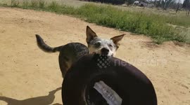 Talented Blue Cattle Dog Shows Off Cowboy Hat Pickup Skills