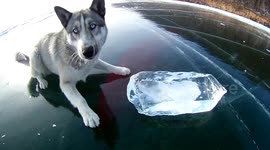 Siberian husky loves to play on frozen Lake Baikal
