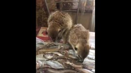 Еды много не бывает!