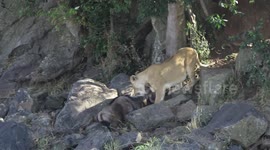 Mara thriller.