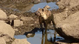 Hyena Time In The Kruger National Park