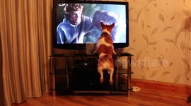 A funny excited dog watches tv, he can't contain his excitement as he barks and tries to jump into the tv.