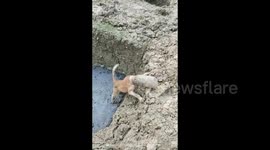 Feral Indian dog rescued after getting its head stuck in jar