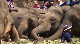 Elephants treated to 'all-you-can-eat' buffet as Thailand celebrates National Elephant Day