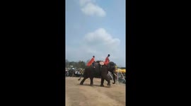 The biggest footie fans in the world? Elephants play professional football in Vietnam