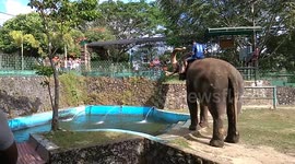 Hilarious elephant giggles while spraying zoo guests