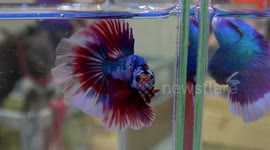 Stunning variety of pets at a Thai show