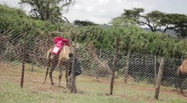 CAMEL WONT POSE FOR CAMERA